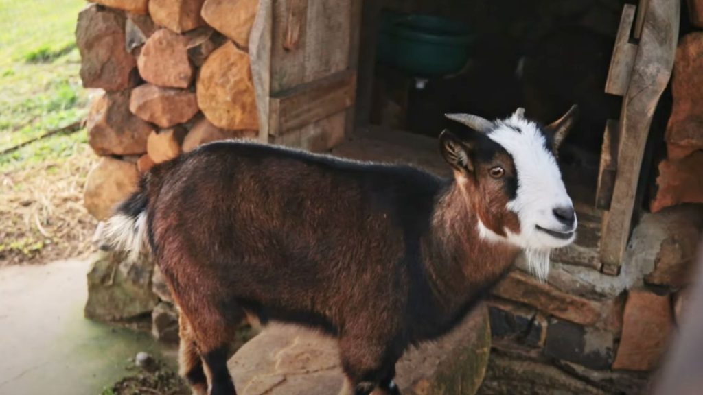 Parque Olivas de Gramado Cupom CHAPEUDEVIAGEM de desconto - Fazenda de mini animais