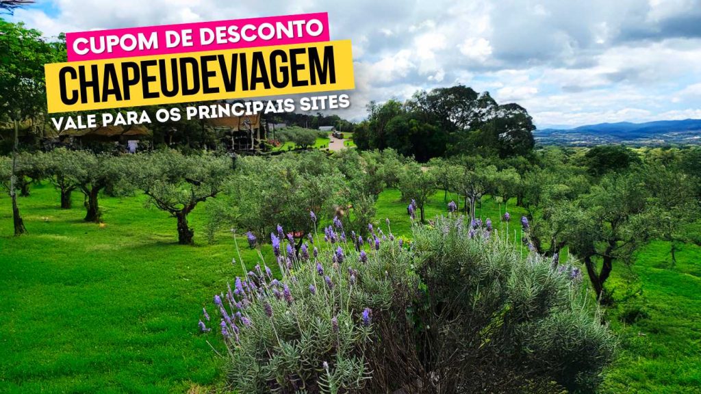 Cupom Olivas Gramado Vale a Pena? 10% OFF 16 Cupom Olivas Gramado CHAPEUDEVIAGEM - arbusto de lavanda e plantação de oliveiras