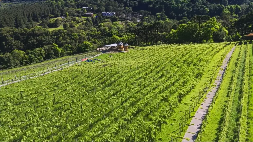 Vinícola Jolimont - Campos de Plantação de Uvas e Parreirais