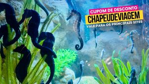 Ingresso Oceanic Aquarium Cupom CHAPEUDEVIAGEM - Cavalos Marinhos