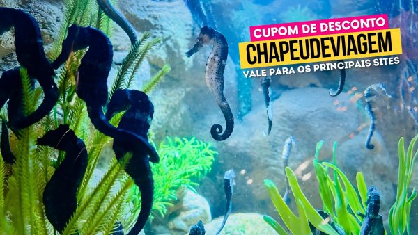 Ingresso Oceanic Aquarium Cupom CHAPEUDEVIAGEM até 15% de Desconto 6 Ingresso Oceanic Aquarium Cupom CHAPEUDEVIAGEM - Cavalos Marinhos