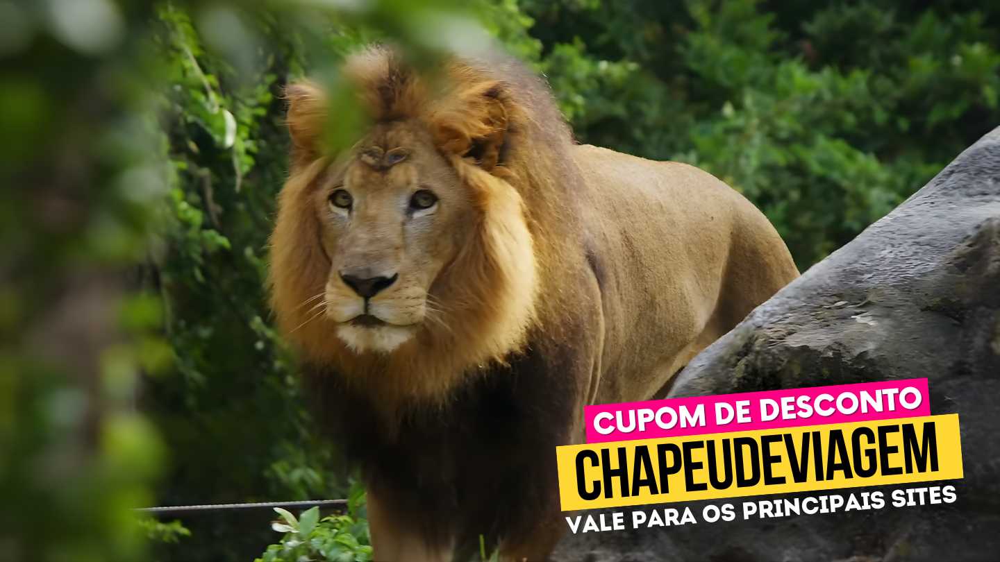 Ingresso Busch Gardens Tampa Bay - Cupom CHAPEUDEVIAGEM com Desconto 5 Ingresso Busch Gardens Tampa Bay - Cupom CHAPEUDEVIAGEM com Desconto - Imagem 5
