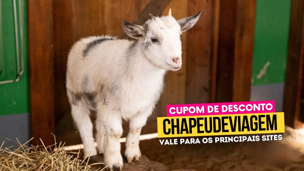 Spitz Pomer Pomerode Cupom CHAPEUDEVIAGEM - Cabrito