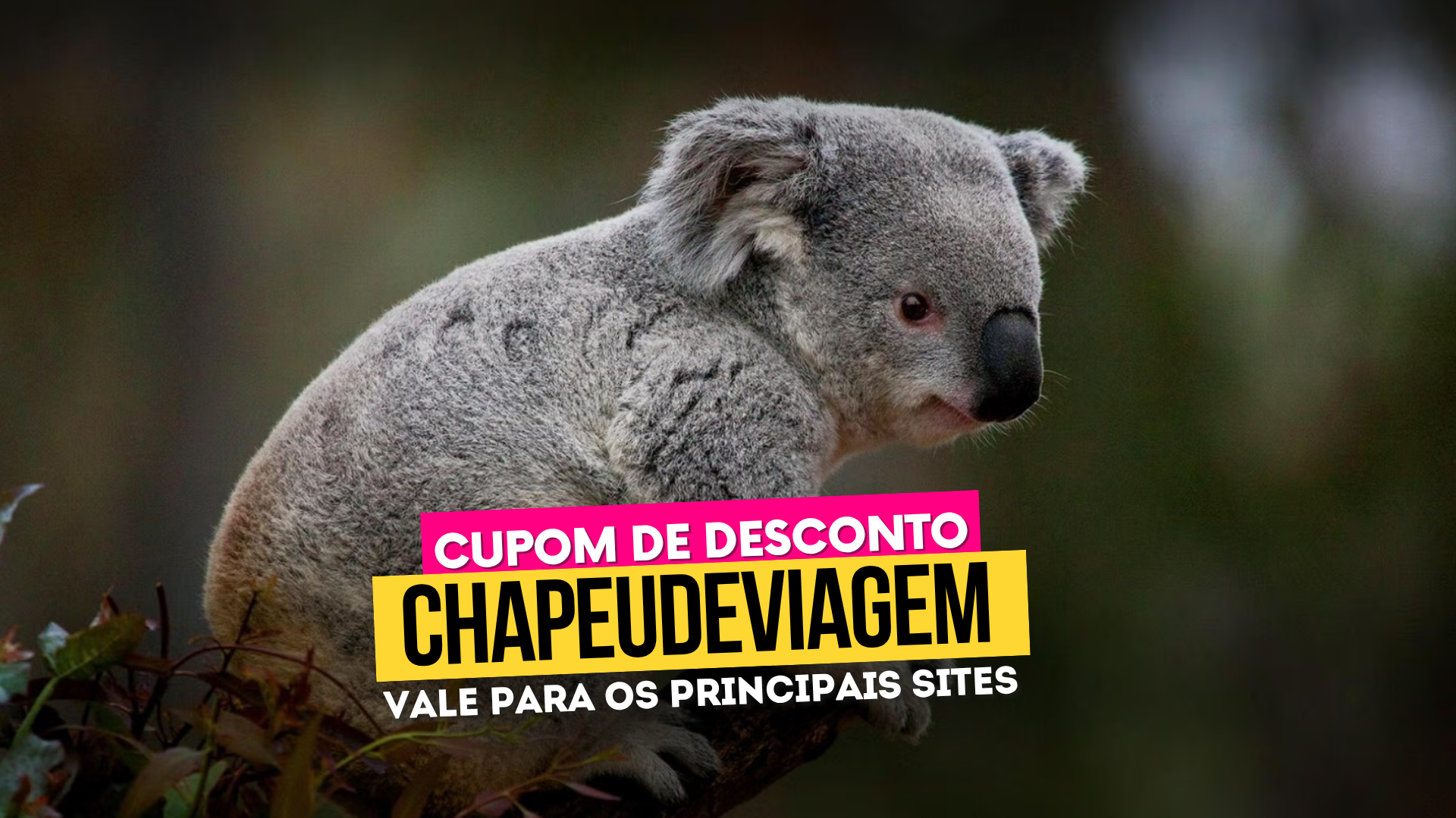 Ingresso San Diego Zoo - Cupom CHAPEUDEVIAGEM com Desconto 2 Zoológico de San Diego Cupom CHAPEUDEVIAGEM - coala