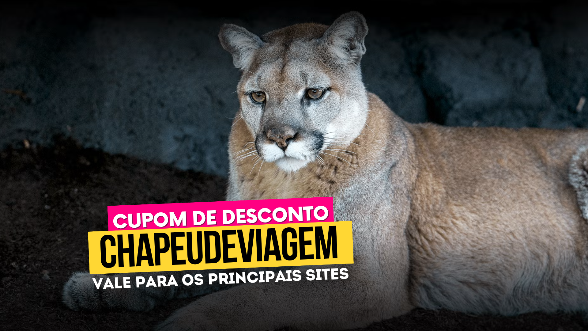 Ingresso San Diego Zoo - Cupom CHAPEUDEVIAGEM com Desconto 7 Zoológico de San Diego Cupom CHAPEUDEVIAGEM - lince