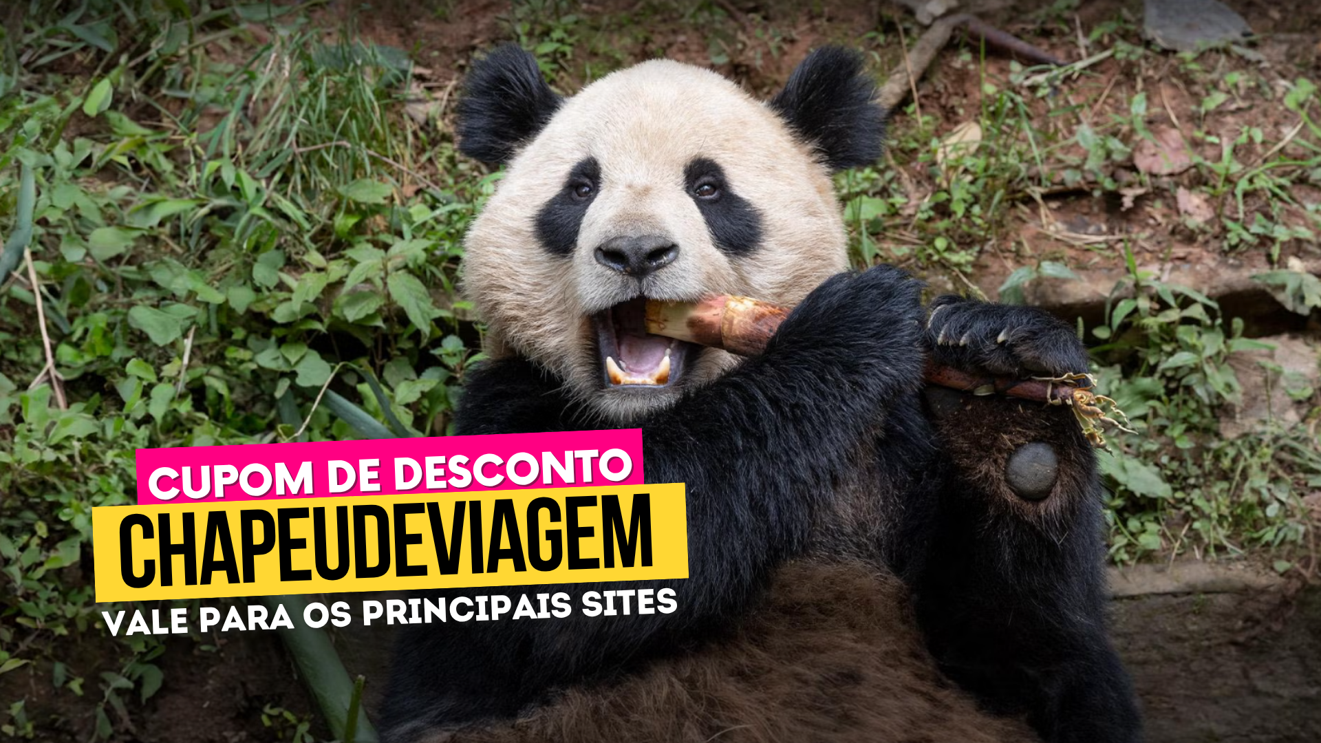 Ingresso San Diego Zoo - Cupom CHAPEUDEVIAGEM com Desconto 3 Zoológico de San Diego Cupom CHAPEUDEVIAGEM - panda