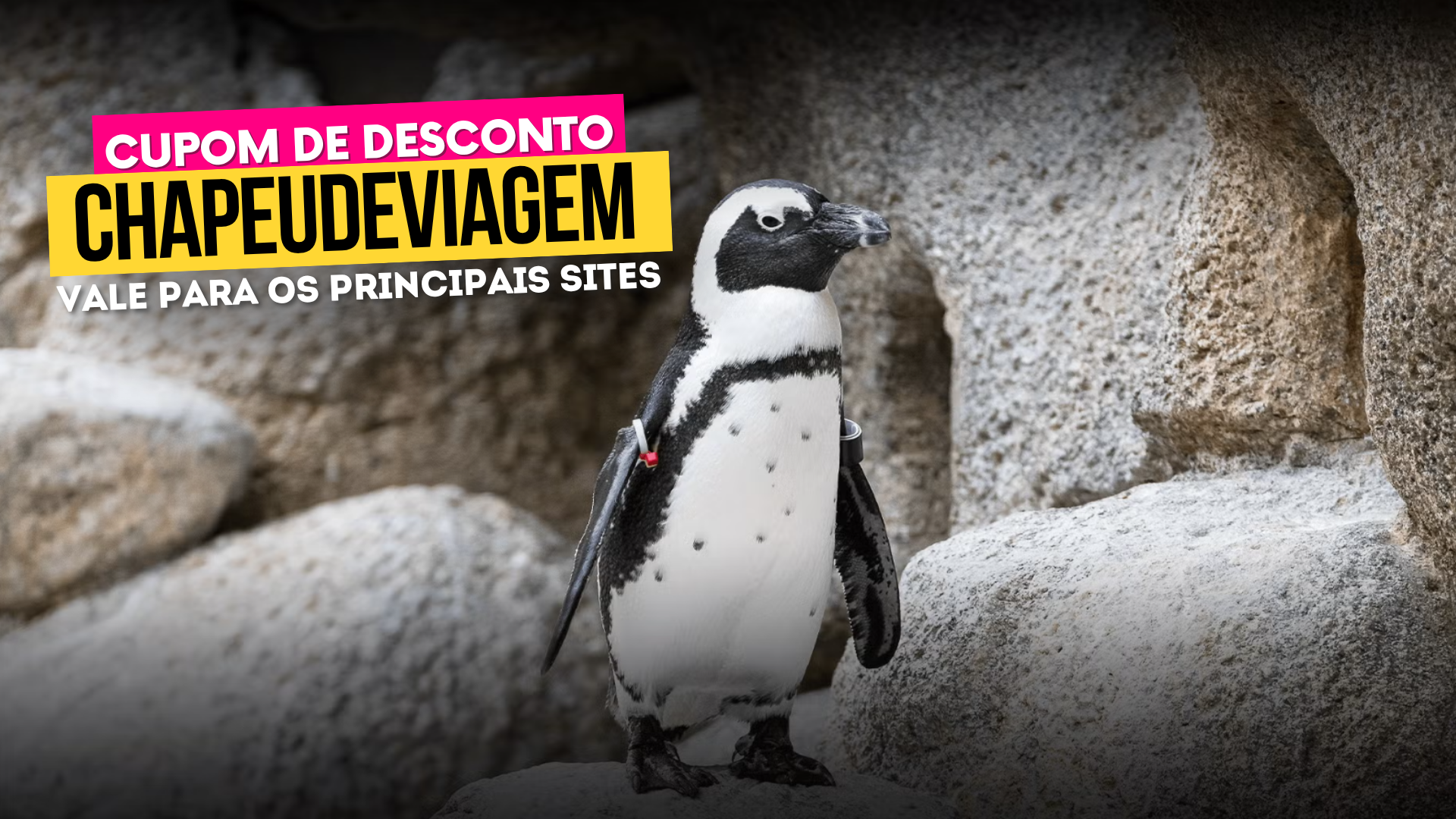 Ingresso San Diego Zoo - Cupom CHAPEUDEVIAGEM com Desconto 1 Zoológico de San Diego Cupom CHAPEUDEVIAGEM - pinguim - Ingresso San Diego Zoo
