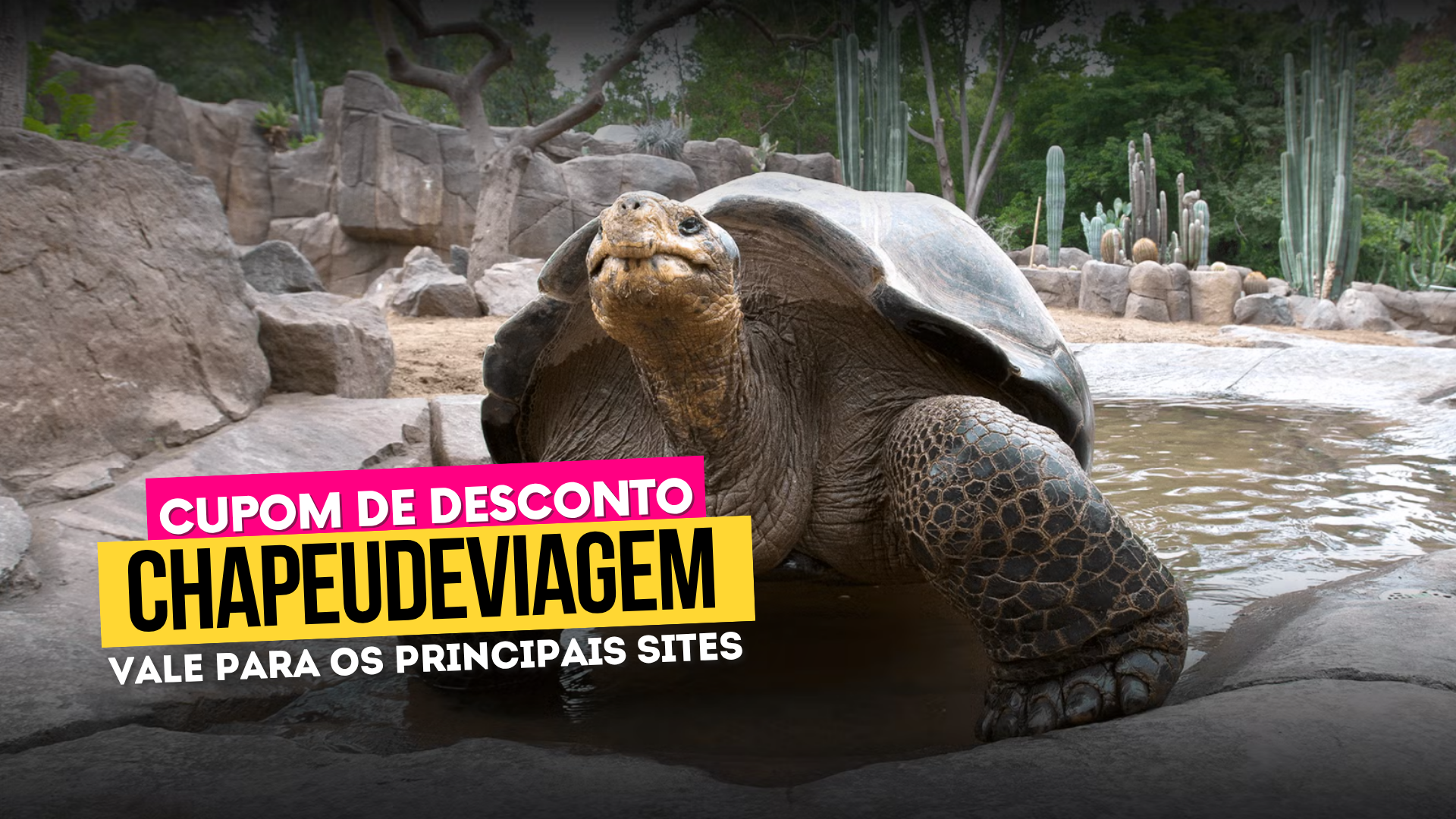 Ingresso San Diego Zoo - Cupom CHAPEUDEVIAGEM com Desconto 8 Zoológico de San Diego Cupom CHAPEUDEVIAGEM - tartaruga
